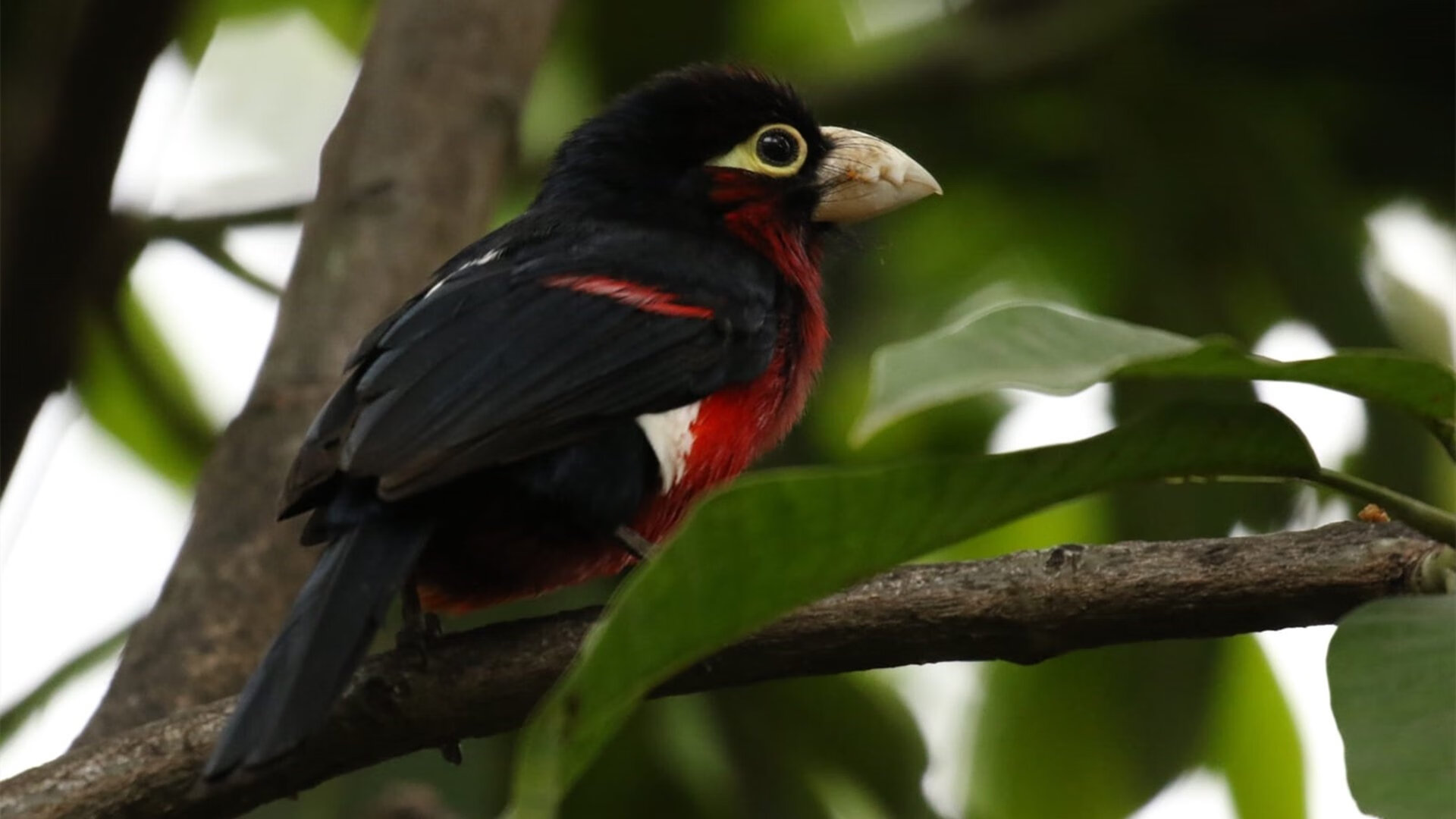 格列兹曼，从全队大脑到进攻核心的华丽转身—评葡萄牙体育对阵比利亚雷亚尔一役